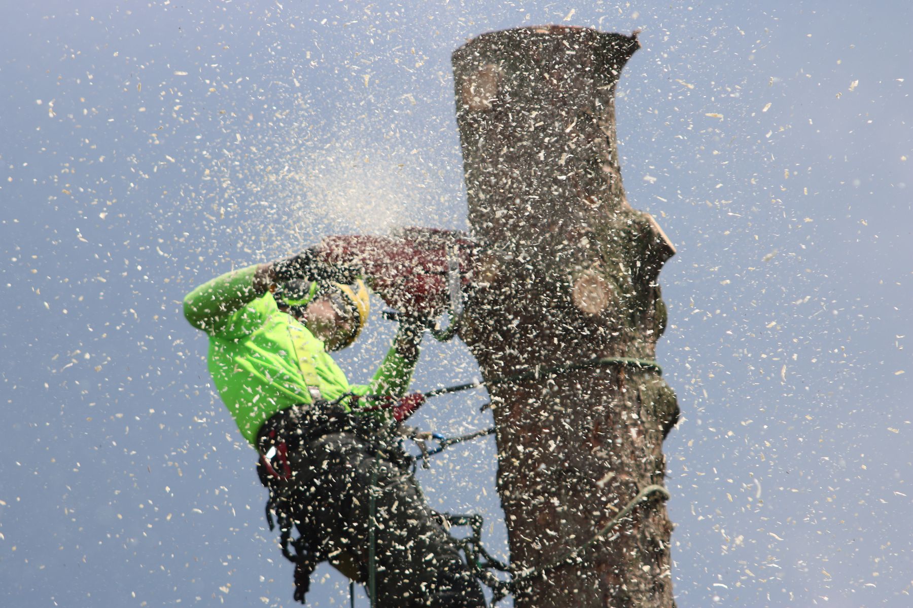 Climbing arborist removing a tall pine in Greenwood, SC