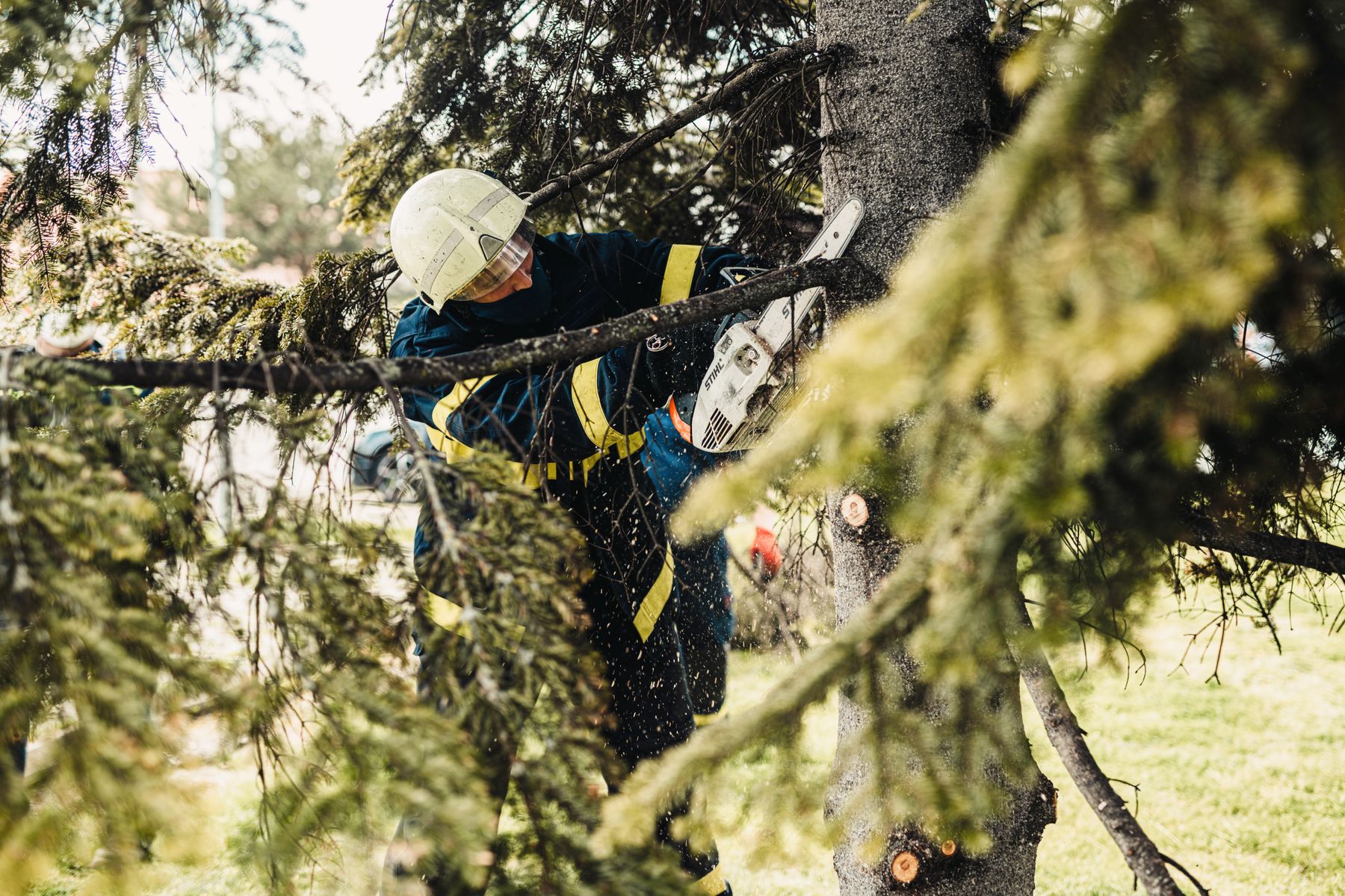 Arborist climbing and cutting branches with a chainsaw