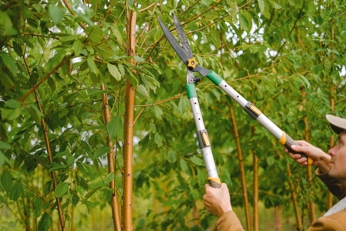 Tree trimming and pruning service in Greenwood, SC